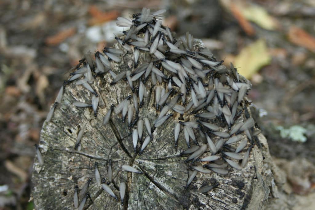 Termites on a log