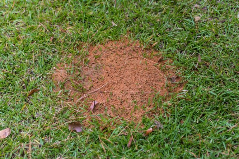 fire ant control needed to kill fire ant mound
