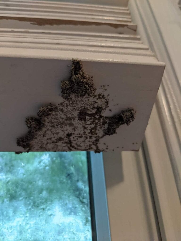 Termite Damage To Wooden Window Blinds