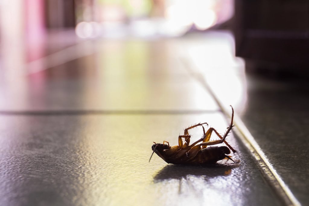 I saw a dead roach on the floor; how do i get rid of roaches?