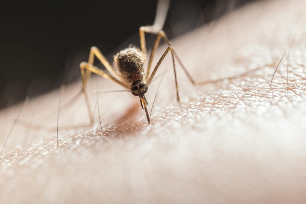 Mosquito Biting Skin