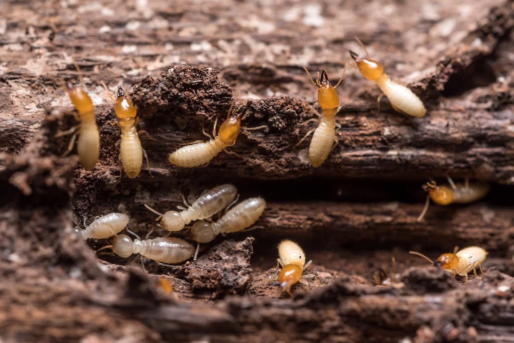 Termites Eating Wood That Hasn't Had Termite Control Treatment