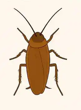 American Cockroach