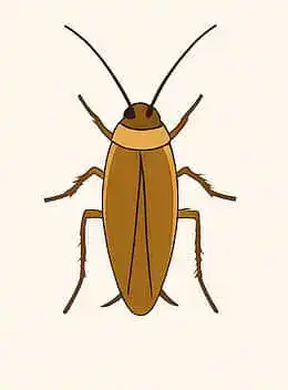 German Cockroach