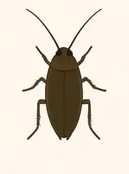 Smokybrown Cockroach